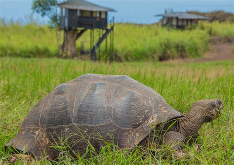 Explore the unspoiled beauty of the Galapagos at the Magic Tented Camp